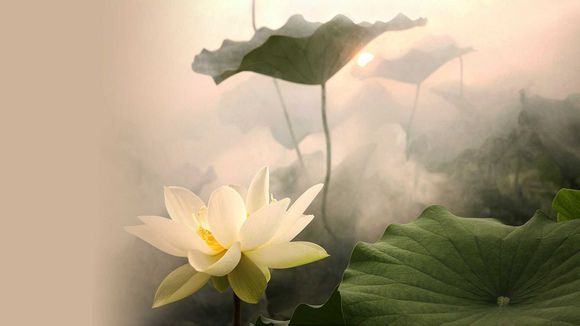 官风全本免费阅读