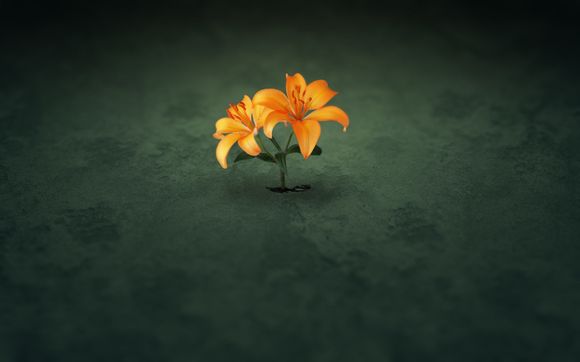 avc风扇多少钱