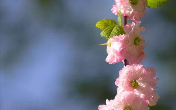 caxa如何插入齿轮表